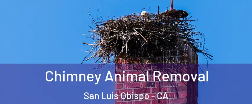 Chimney Animal Removal San Luis Obispo - CA