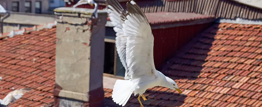 Residential Chimney Animal Removal Solution in San Luis Obispo, CA